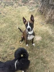 Shelter Stray Male Dog last seen 67, City of Alvarado, TX, 602 S Pkwy Dr, Alvarado, TX 76009, USA
