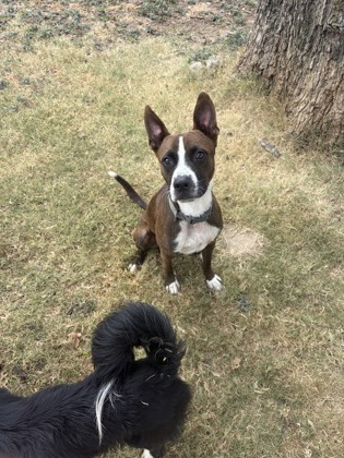Shelter Stray Male Dog last seen 67, City of Alvarado, TX, 602 S Pkwy Dr, Alvarado, TX 76009, USA