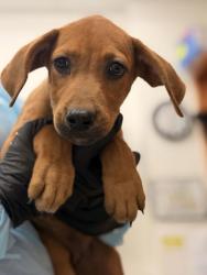 Shelter Stray Female Dog last seen Pleasant Valley Rd, Knox County GP, TN, 3201 Division St, Knoxville, TN 37919, USA