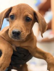 Shelter Stray Female Dog last seen Pleasant Valley Rd, Knox County GP, TN, 3201 Division St, Knoxville, TN 37919, USA