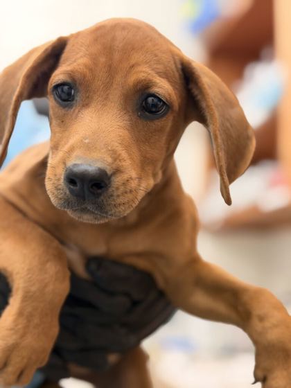 Shelter Stray Female Dog last seen Pleasant Valley Rd, Knox County GP, TN, 3201 Division St, Knoxville, TN 37919, USA