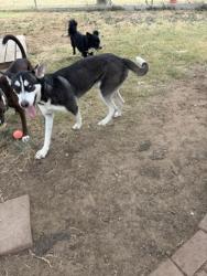 Shelter Stray Female Dog last seen 67, City of Alvarado, TX, 602 S Pkwy Dr, Alvarado, TX 76009, USA