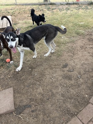 Shelter Stray Female Dog last seen 67, City of Alvarado, TX, 602 S Pkwy Dr, Alvarado, TX 76009, USA