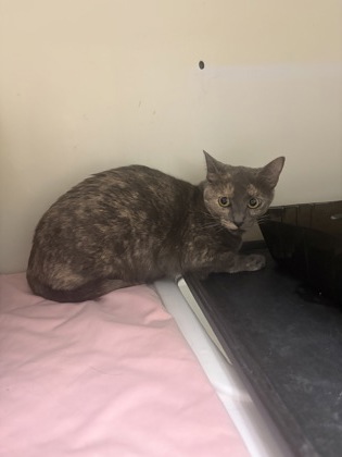 Shelter Stray Female Cat last seen n spears, City of Alvarado, TX, 602 S Pkwy Dr, Alvarado, TX 76009, USA