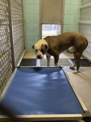 Shelter Stray Female Dog last seen w cotter, City of Alvarado, TX, 602 S Pkwy Dr, Alvarado, TX 76009, USA