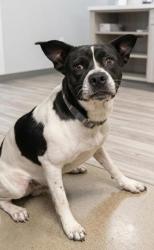 Shelter Stray Male Dog last seen Vernon St, CITY, SC, 150 Dexter Rd, Spartanburg, SC 29303, USA