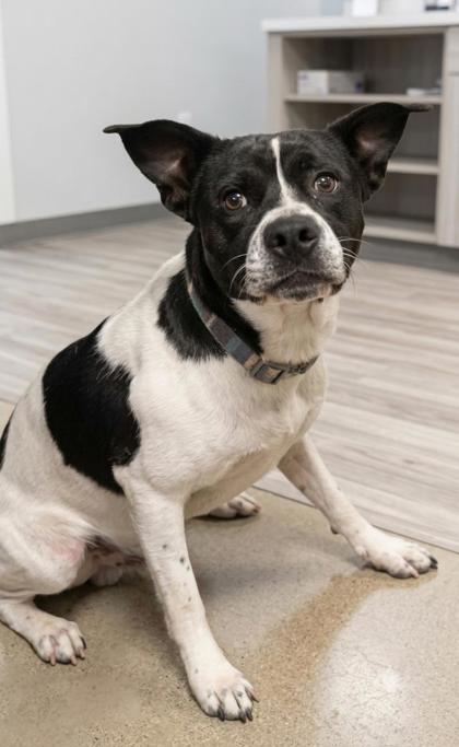 Shelter Stray Male Dog last seen Vernon St, CITY, SC, 150 Dexter Rd, Spartanburg, SC 29303, USA