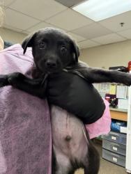 Shelter Stray Male Dog last seen Near Rivers Avenue, City of Charleston, SC, 2455 Remount Rd, North Charleston, SC 29406, USA