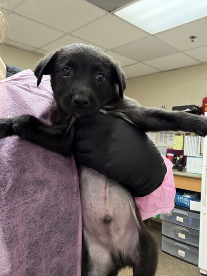 Shelter Stray Male Dog last seen Near Rivers Avenue, City of Charleston, SC, 2455 Remount Rd, North Charleston, SC 29406, USA