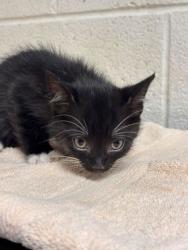 Shelter Stray Male Cat last seen Near Johnston St, Knox County GP, TN, 3201 Division St, Knoxville, TN 37919, USA
