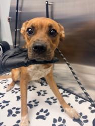 Shelter Stray Female Dog last seen Poplar Hill Drive and Rolling Hills Trail, Berkeley County, SC, 2455 Remount Rd, North Charleston, SC 29406, USA