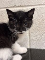 Shelter Stray Female Cat last seen Near Johnston St, Knox County GP, TN, 3201 Division St, Knoxville, TN 37919, USA