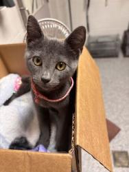 Shelter Stray Female Cat last seen Near Holliday Park Ln, Knox County GP, TN, 3201 Division St, Knoxville, TN 37919, USA