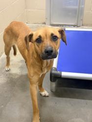 Shelter Stray Female Dog last seen Boat Landing Way, Berkeley County, SC, 2455 Remount Rd, North Charleston, SC 29406, USA