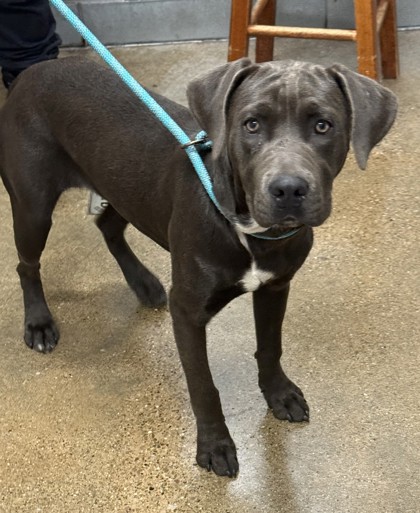 Shelter Stray Male Dog last seen E 93 & Miles, 4th District, OH, 9203 Detroit Ave, Cleveland, OH 44102, USA