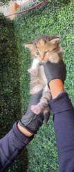 Shelter Stray Female Cat last seen Near WHARF COVE, CITY of El Paso, TX, 5001 Fred Wilson Ave, El Paso, TX 79906, USA
