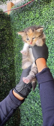 Shelter Stray Female Cat last seen Near WHARF COVE, CITY of El Paso, TX, 5001 Fred Wilson Ave, El Paso, TX 79906, USA