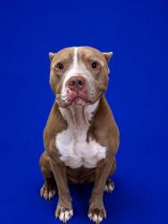 Shelter Stray Male Dog last seen Near E. Wheatland Rd., Duncanville, TX, 1150 E Pleasant Run Rd, Cedar Hill, TX 75104, USA