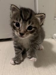 Shelter Stray Male Cat last seen Near Glen Falls Ave, 21206, MD, 2490 Giles Rd, Baltimore, MD 21225, USA