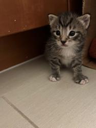 Shelter Stray Female Cat last seen Near Glen Falls Ave, 21206, MD, 2490 Giles Rd, Baltimore, MD 21225, USA