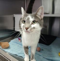 Shelter Stray Male Cat last seen Near N. Central St, 21202, MD, 2490 Giles Rd, Baltimore, MD 21225, USA