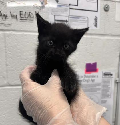 Shelter Stray Female Cat last seen Near Eastern Ave, 21224, MD, 2490 Giles Rd, Baltimore, MD 21225, USA