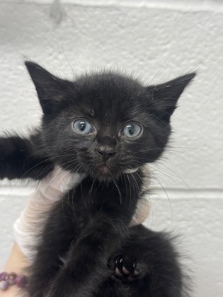 Shelter Stray Female Cat last seen Near Yellowwood ave, 21209, MD, 2490 Giles Rd, Baltimore, MD 21225, USA