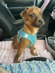 Lost Male Dog last seen My friend got into an accident and flipped her car and bean flew out and may of ran off. By ally cat bar on 65th and k32. Please call if seen 913-513-5154, Kansas City, KS 66111