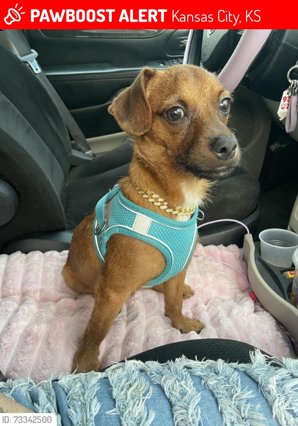 Lost Male Dog last seen My friend got into an accident and flipped her car and bean flew out and may of ran off. By ally cat bar on 65th and k32. Please call if seen 913-513-5154, Kansas City, KS 66111