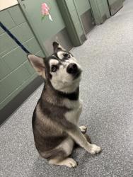 Shelter Stray Male Dog last seen Near Oakland Ave, Oakland, CA, 1101 29th Ave, Oakland, CA 94601, USA