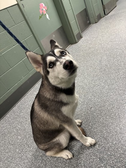 Shelter Stray Male Dog last seen Near Oakland Ave, Oakland, CA, 1101 29th Ave, Oakland, CA 94601, USA