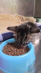 Shelter Stray Female Cat last seen Near 85th Ave, Oakland, CA, 1101 29th Ave, Oakland, CA 94601, USA