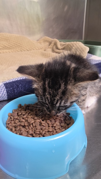 Shelter Stray Female Cat last seen Near 85th Ave, Oakland, CA, 1101 29th Ave, Oakland, CA 94601, USA
