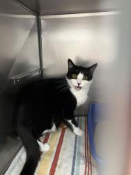 Shelter Stray Male Cat last seen Union Chapel and Pleasant, Noblesville City, IN, 10501 Hague Rd, Fishers, IN 46038, USA