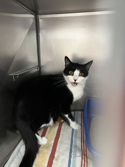 Shelter Stray Male Cat last seen Union Chapel and Pleasant, Noblesville City, IN, 10501 Hague Rd, Fishers, IN 46038, USA