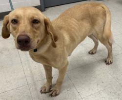 Shelter Stray Female Dog last seen , Harrison County, MS, 2615 25th Ave, Gulfport, MS 39501, USA