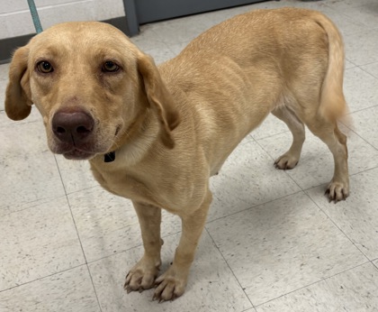 Shelter Stray Female Dog last seen , Harrison County, MS, 2615 25th Ave, Gulfport, MS 39501, USA