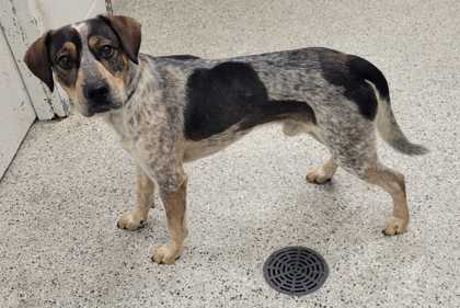 Shelter Stray Male Dog last seen 49th and troost, 64110, MO, 7077 Elmwood Ave, Kansas City, MO 64132, USA