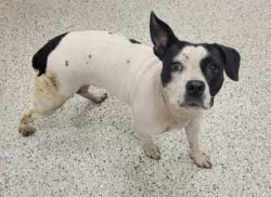 Shelter Stray Female Dog last seen I-70 and Van Brunt Blvd, 64128, MO, 7077 Elmwood Ave, Kansas City, MO 64132, USA