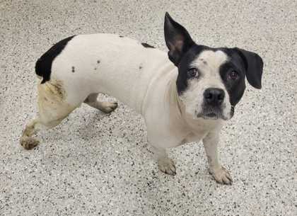 Shelter Stray Female Dog last seen I-70 and Van Brunt Blvd, 64128, MO, 7077 Elmwood Ave, Kansas City, MO 64132, USA