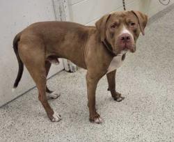 Shelter Stray Male Dog last seen Near Locust St, 64106, MO, 7077 Elmwood Ave, Kansas City, MO 64132, USA