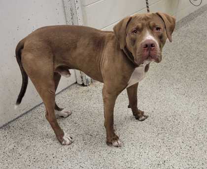 Shelter Stray Male Dog last seen Near Locust St, 64106, MO, 7077 Elmwood Ave, Kansas City, MO 64132, USA
