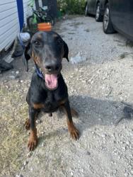 Shelter Stray Male Dog last seen Near CRENSHAW AVE, Central District, TX, 355 Hillshire Dr, Haslet, TX 76052, USA