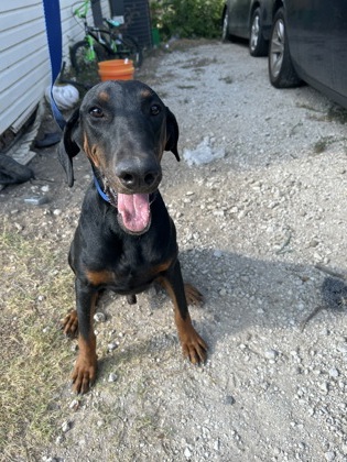 Shelter Stray Male Dog last seen Near CRENSHAW AVE, Central District, TX, 355 Hillshire Dr, Haslet, TX 76052, USA