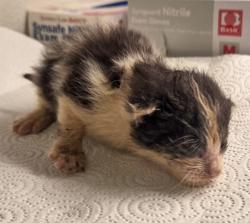 Shelter Stray Female Cat last seen S Chestnut Ave & E Central Ave, Fresno Zone Fresno CO 1A 93725, CA, 1510 W Dan Ronquillo Dr, Fresno, CA 93706, USA