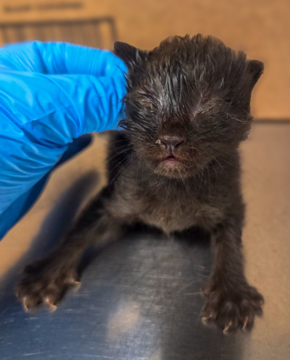 Shelter Stray Male Cat last seen S Chestnut Ave & E Central Ave, Fresno Zone Fresno CO 1A 93725, CA, 1510 W Dan Ronquillo Dr, Fresno, CA 93706, USA
