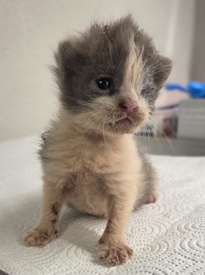 Shelter Stray Female Cat last seen S Chestnut Ave & E Central Ave, Fresno Zone Fresno CO 1A 93725, CA, 1510 W Dan Ronquillo Dr, Fresno, CA 93706, USA