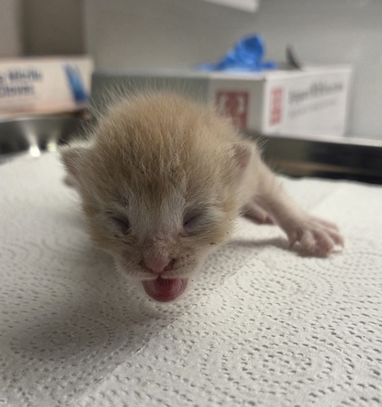 Shelter Stray Male Cat last seen Willow and Central, Fresno Zone Fresno CO 1A 93725, CA, 1510 W Dan Ronquillo Dr, Fresno, CA 93706, USA