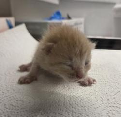Shelter Stray Male Cat last seen Willow and Central, Fresno Zone Fresno CO 1A 93725, CA, 1510 W Dan Ronquillo Dr, Fresno, CA 93706, USA