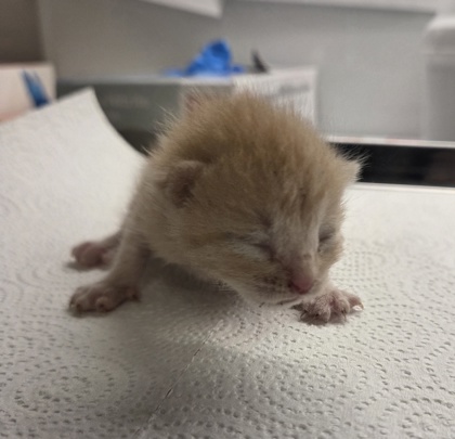 Shelter Stray Male Cat last seen Willow and Central, Fresno Zone Fresno CO 1A 93725, CA, 1510 W Dan Ronquillo Dr, Fresno, CA 93706, USA